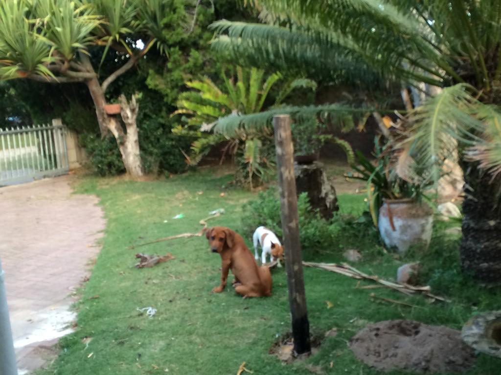 Fairlie House Bed & Breakfast Port Alfred Dış mekan fotoğraf